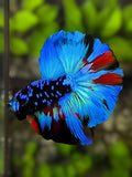 Avatar Blackstar Turquoise Halfmoon Betta Fish Male