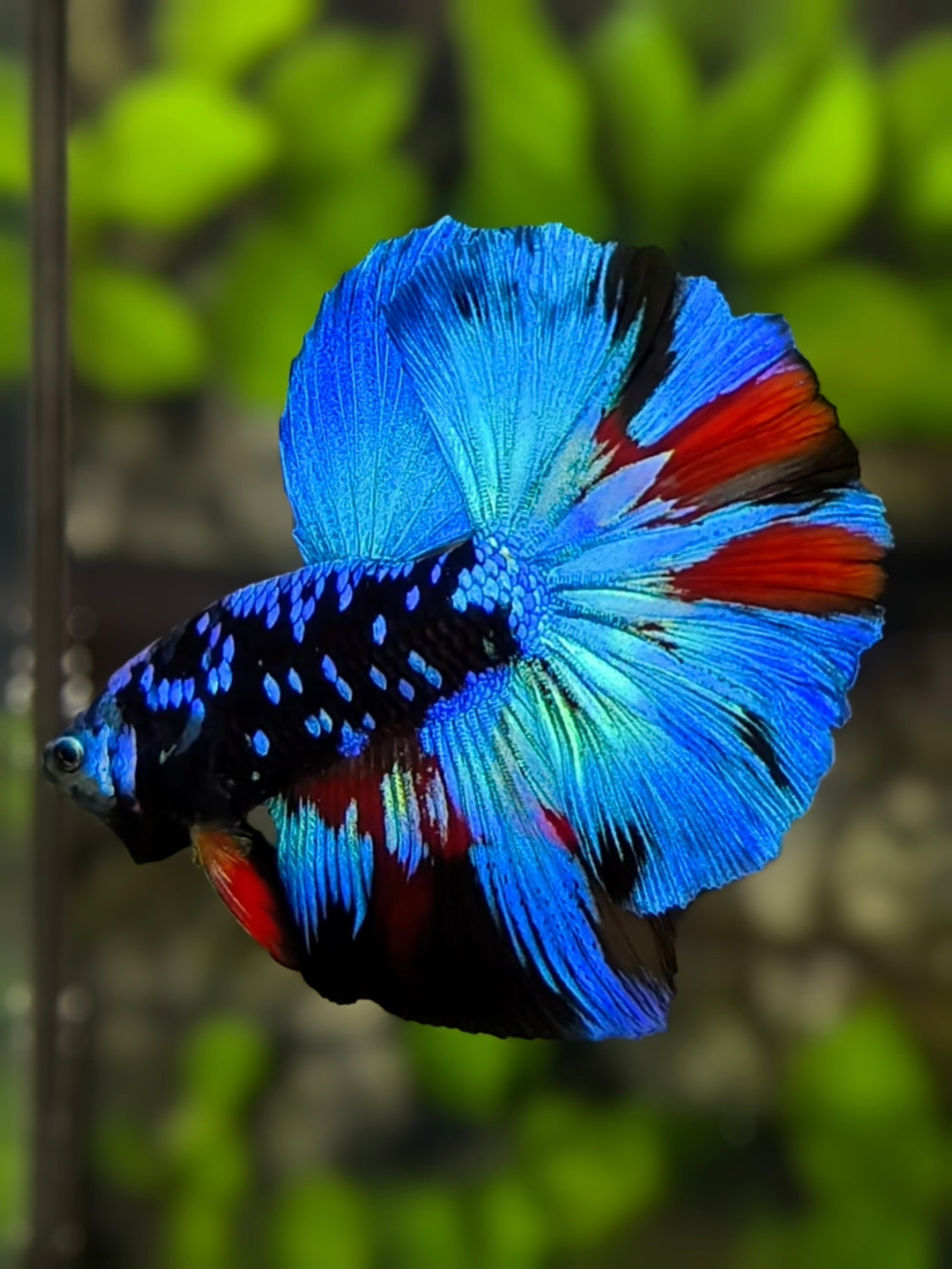 Avatar Blackstar Turquoise Halfmoon Betta Fish Male
