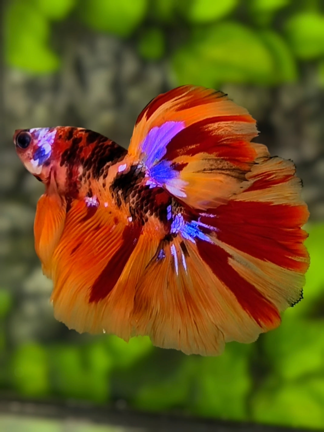 Multicolor Leopard Tiger Galaxy Halfmoon Betta Fish Male