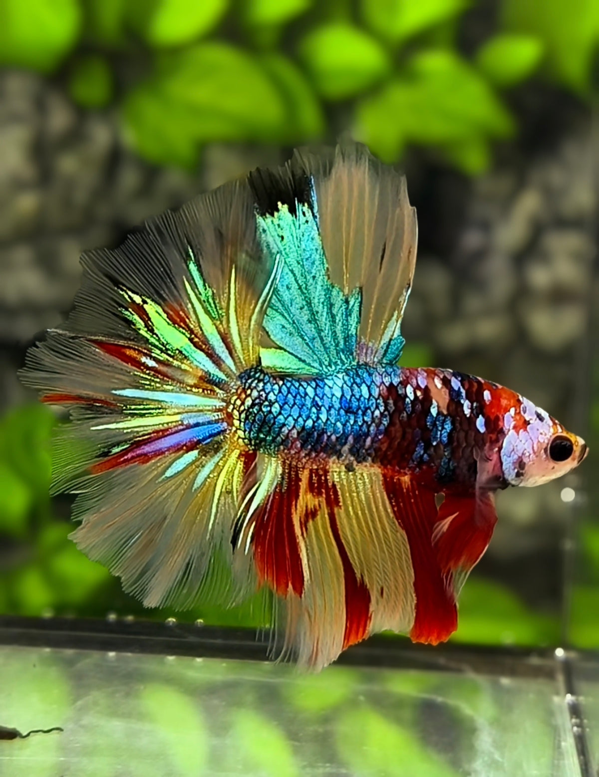 Multicolor Galaxy Rosetail Halfmoon Betta Fish Male
