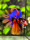 Multicolor Tiger Koi Galaxy Halfmoon Betta Fish Male