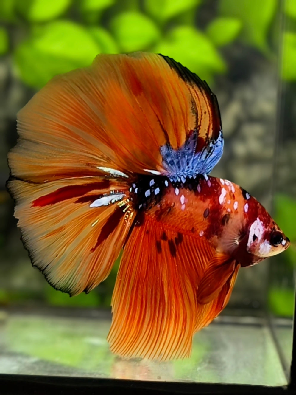 Multicolor Orange Koi Galaxy Halfmoon Betta Fish Male
