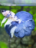 Marble Dalmation Flowertail Halfmoon Betta Fish Male