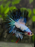 Fancy Halfmoon Betta Fish Male
