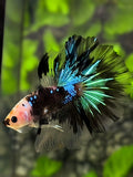 Black Koi Galaxy Halfmoon Betta Fish Male