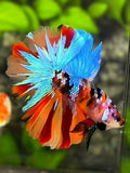 Multicolor Galaxy Halfmoon Betta Fish Male