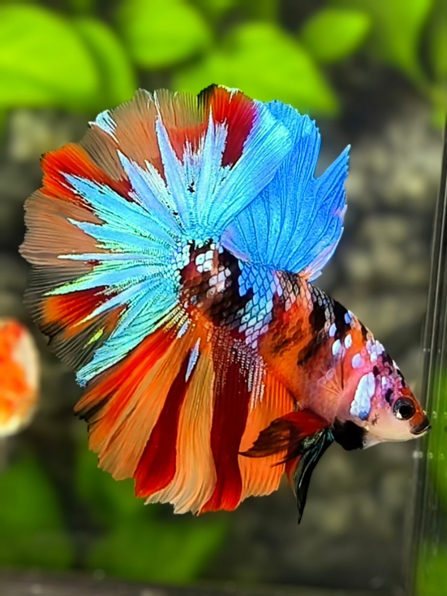 Multicolor Galaxy Halfmoon Betta Fish Male