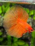 Solid Orange Halfmoon Betta Fish Male
