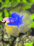 Yellow Blue Mascot Butterfly Halfmoon Betta Fish Male