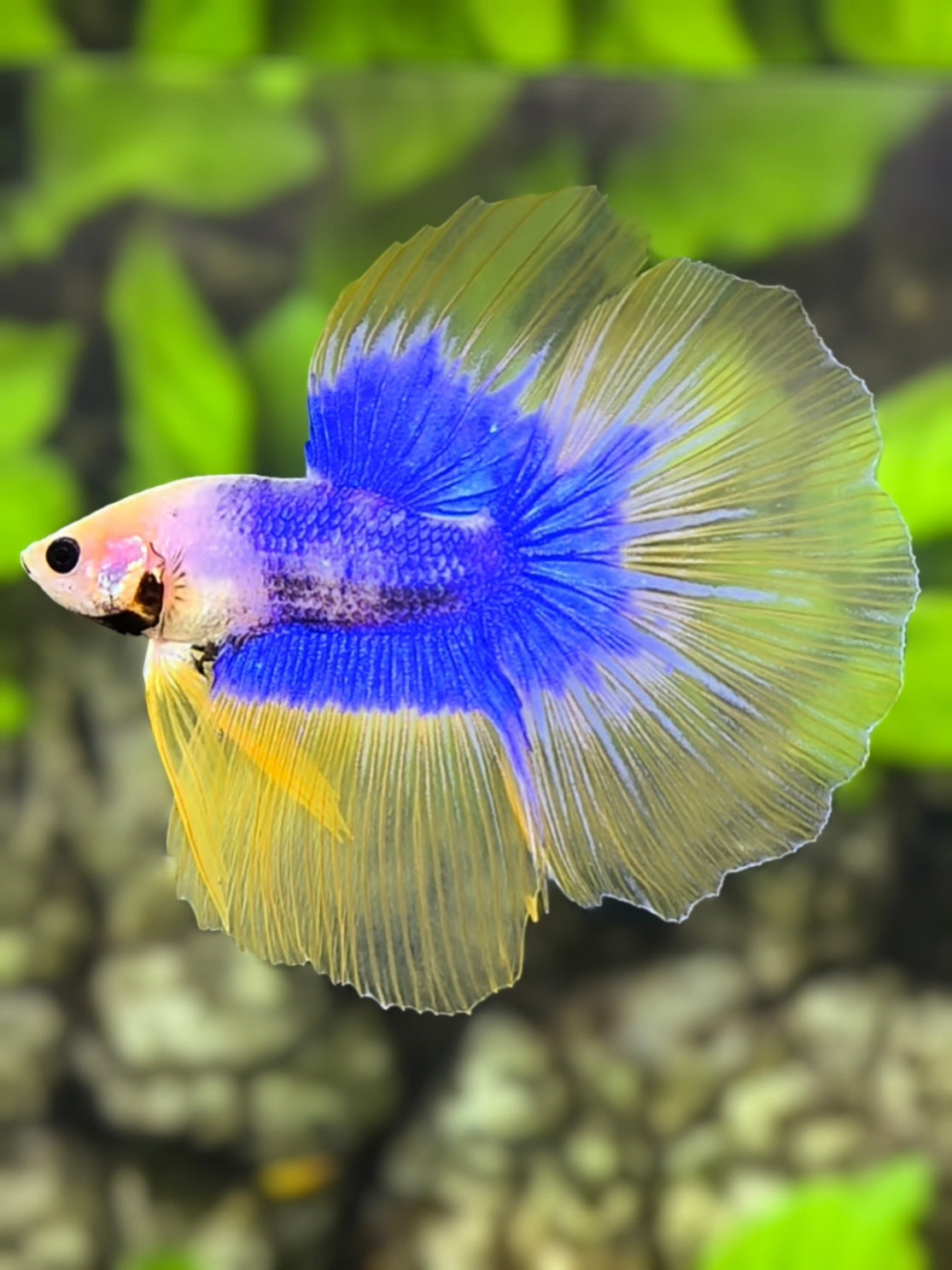 Yellow Blue Mascot Butterfly Halfmoon Betta Fish Male