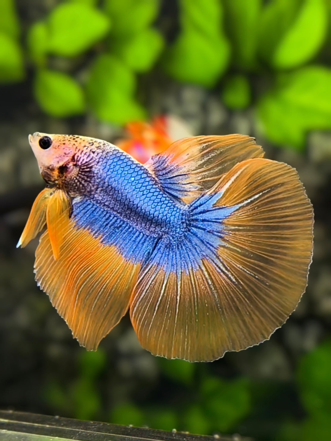 Mascot Orange Blue Butterfly Halfmoon Betta Fish Male