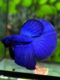 Solid Royal Blue Halfmoon Betta Fish Male