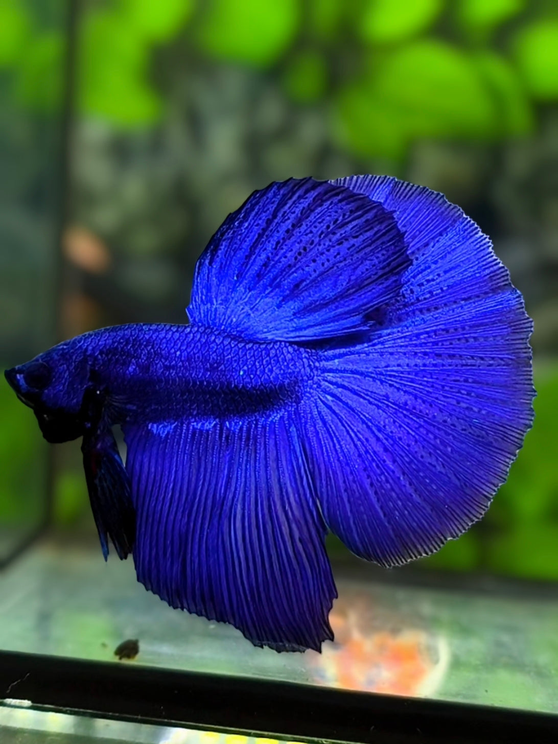 Solid Royal Blue Halfmoon Betta Fish Male