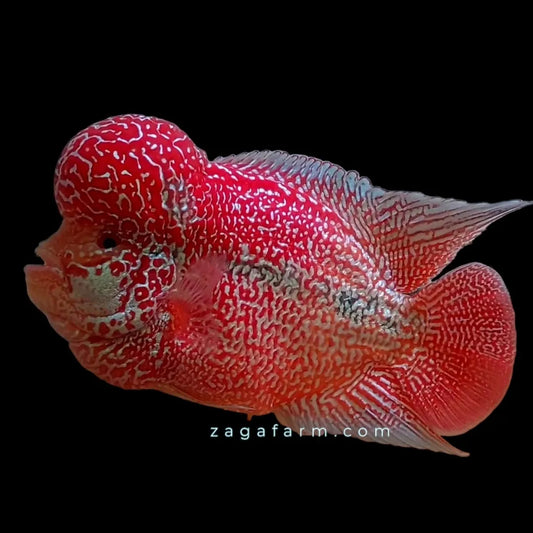 Cuerpo corto BonBon Indo Cencu Base dorada Flowerhorn