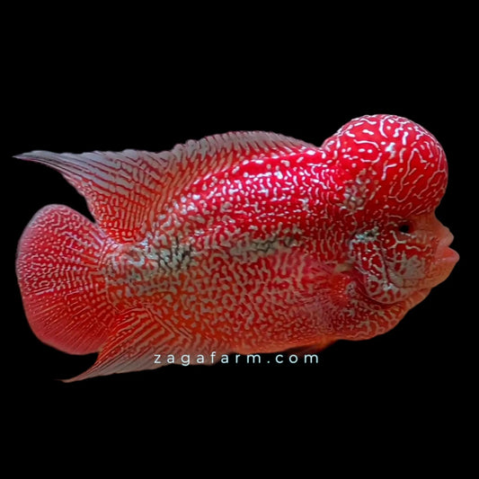 Super Red Kamfa Flowerhorn