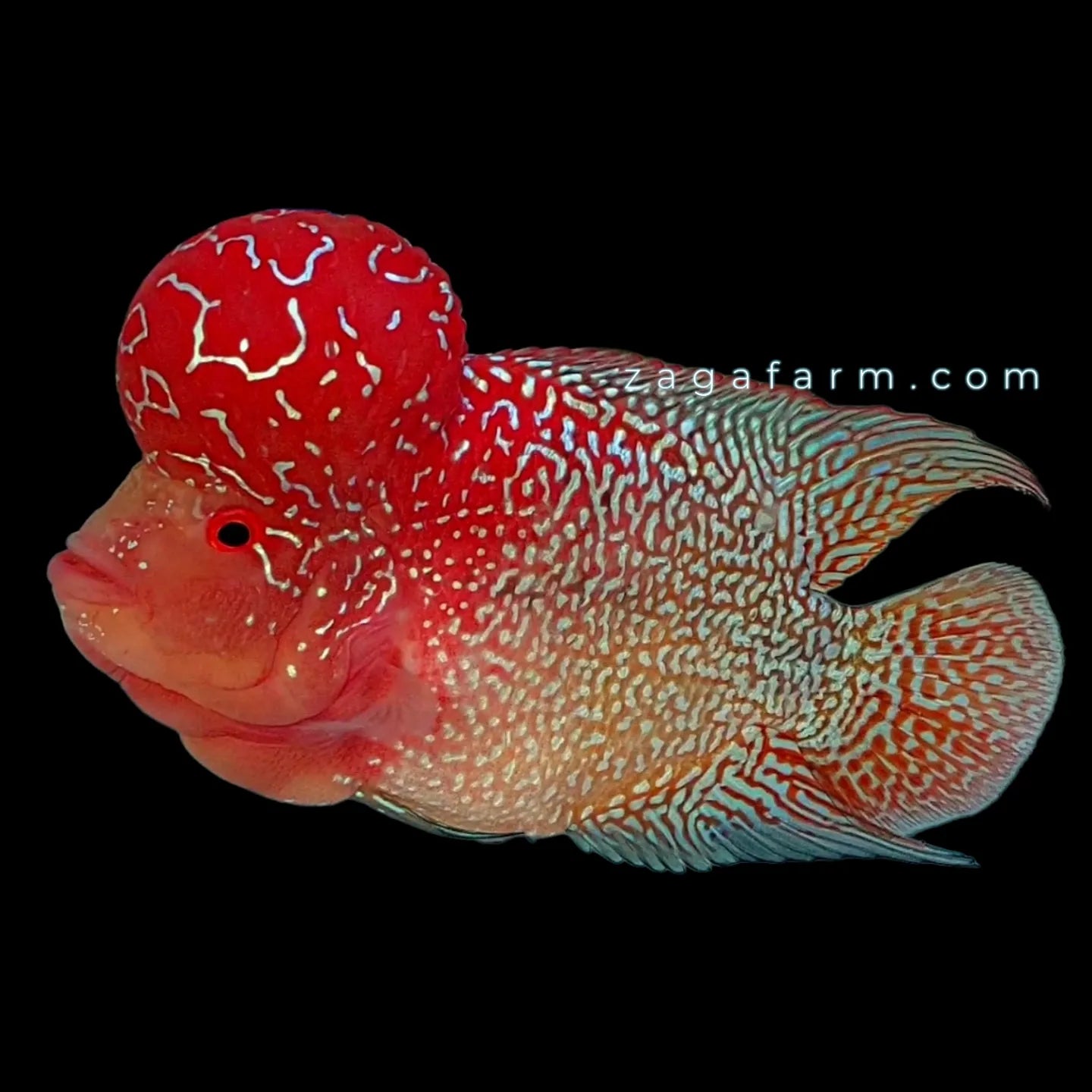 Cencu Twotone x SRD Flowerhorn