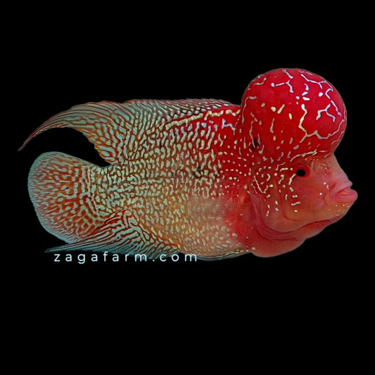 Cuerpo corto BonBon Indo Cencu Base dorada Flowerhorn