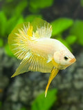 Yellow Dragon Full Masked HMPK Betta Fish Male