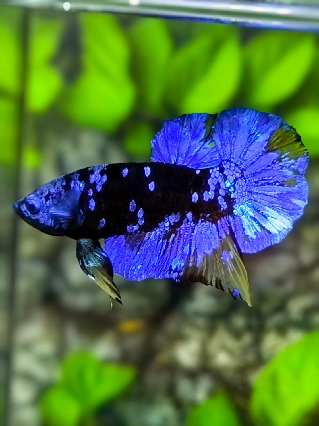 Avatar Blackstar Blue HMPK Betta Fish Male
