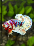 Red Barongsai Galaxy HMPK Betta Fish Male