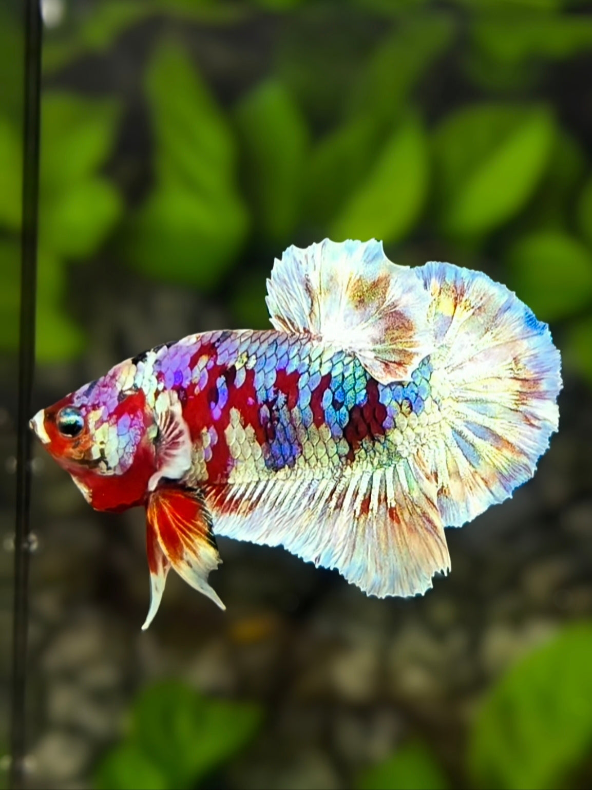Red Barongsai Galaxy HMPK Betta Fish Male