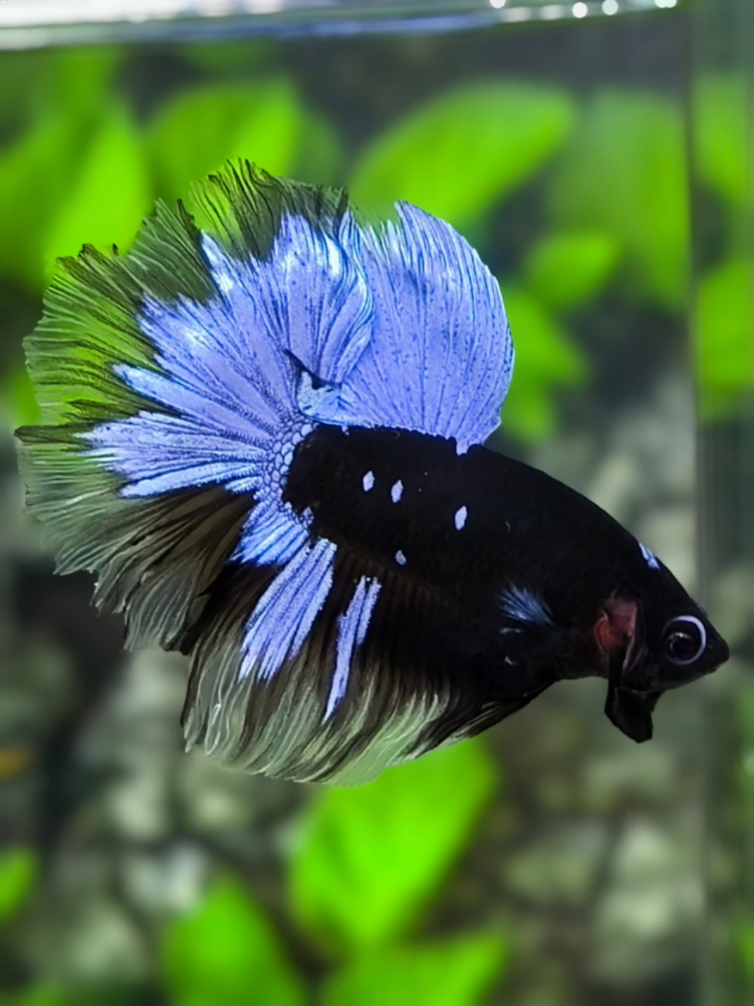Avatar Blackstar Grey Halfmoon Betta Fish Male