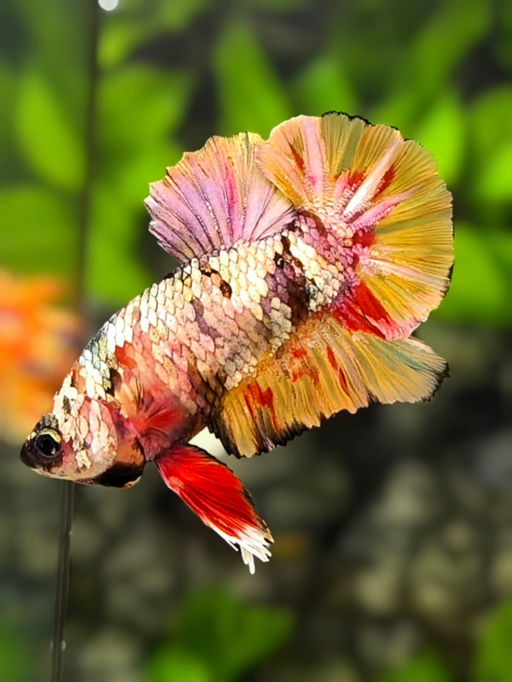 Copper Candy Galaxy HMPK Betta Fish Male