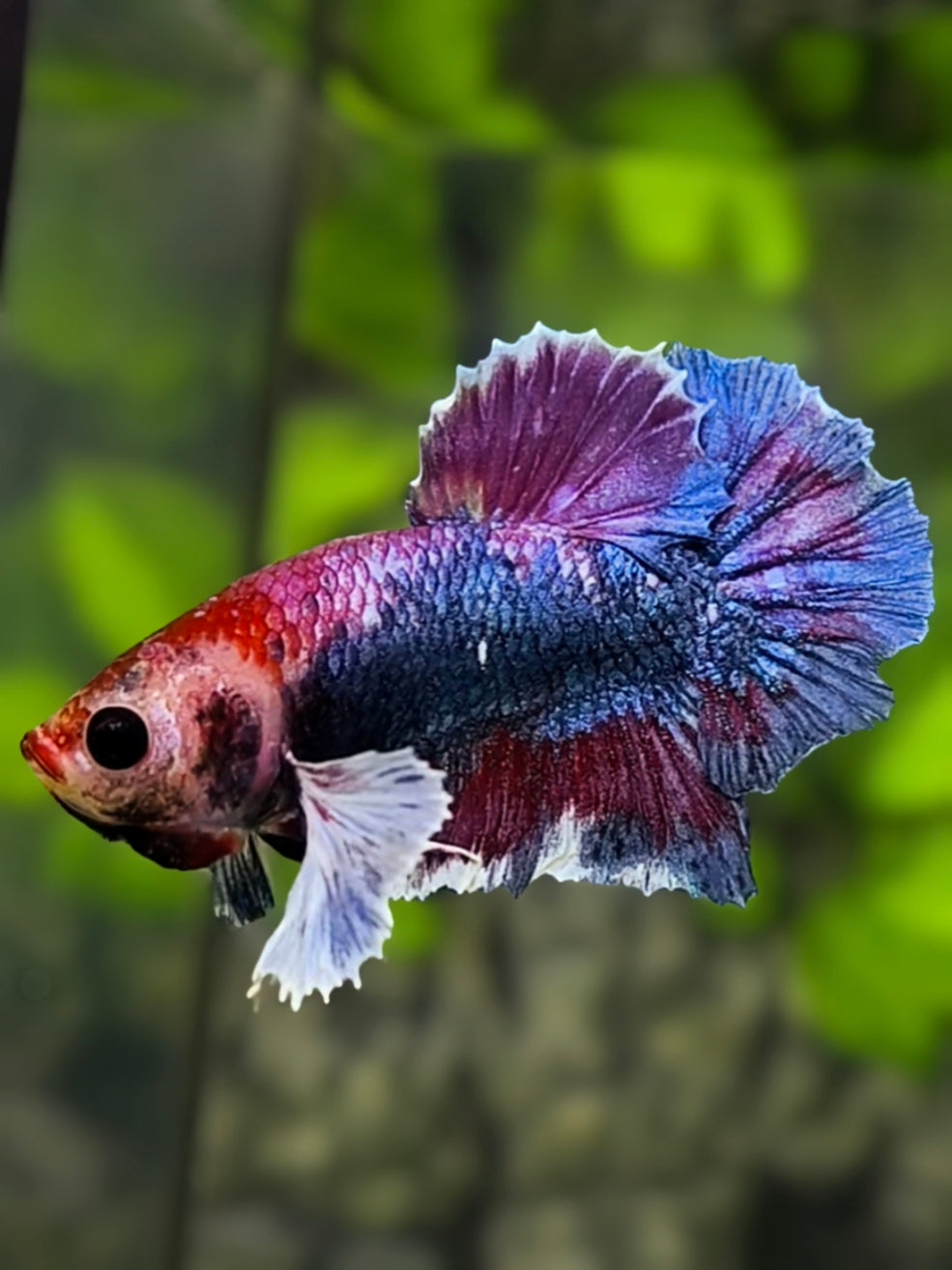 Dumbo Ears Fancy HMPK Betta Fish Male