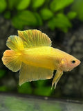 Solid Gold 24K Double Tail HMPK Betta Fish Male