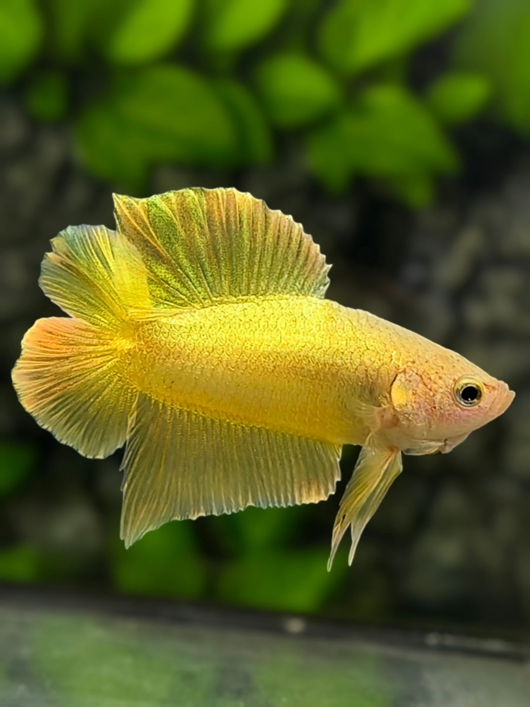 Solid Gold 24K Double Tail HMPK Betta Fish Male