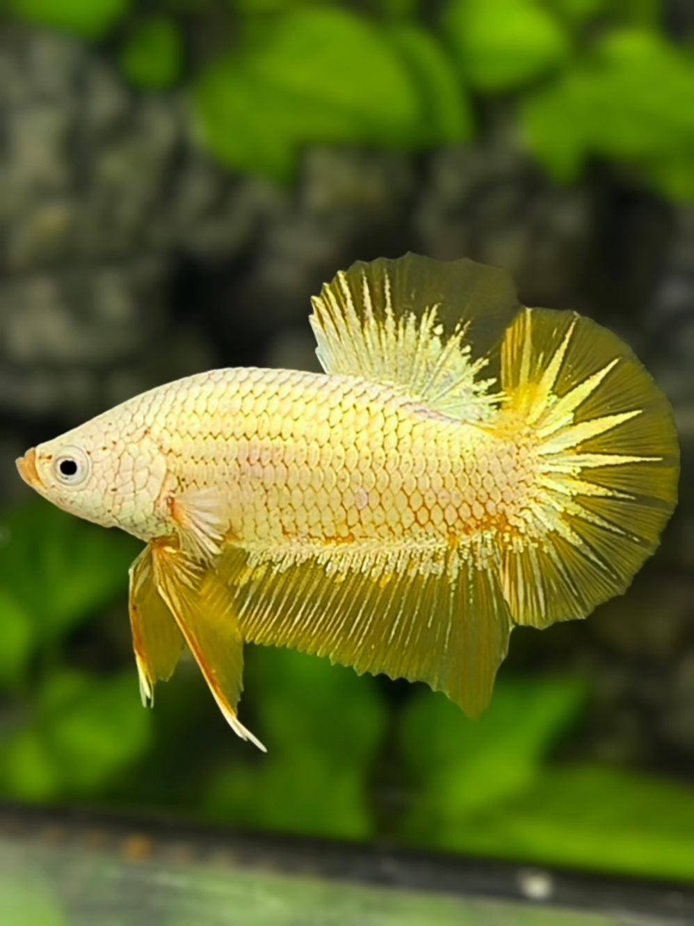 Gold Dragon Full Masked HMPK Betta Fish Male
