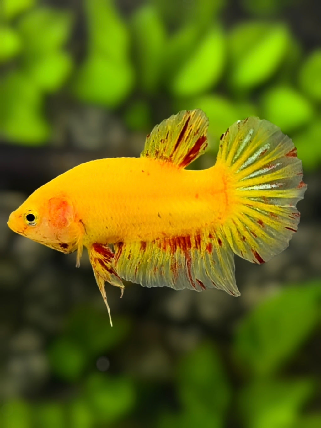 Yellow Vanda HMPK Betta Fish Male