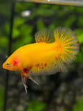 Yellow Vanda HMPK Betta Fish Male