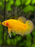 Yellow Vanda HMPK Betta Fish Male