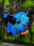 Avatar Blackstar Turquoise Halfmoon Betta Fish Male