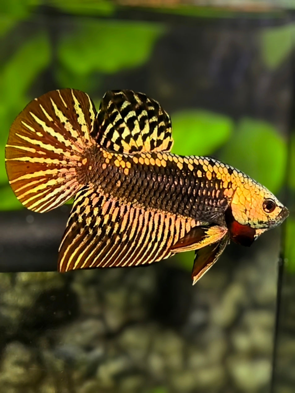 Alien Copper Gold Samurai HMPK Betta Fish Male