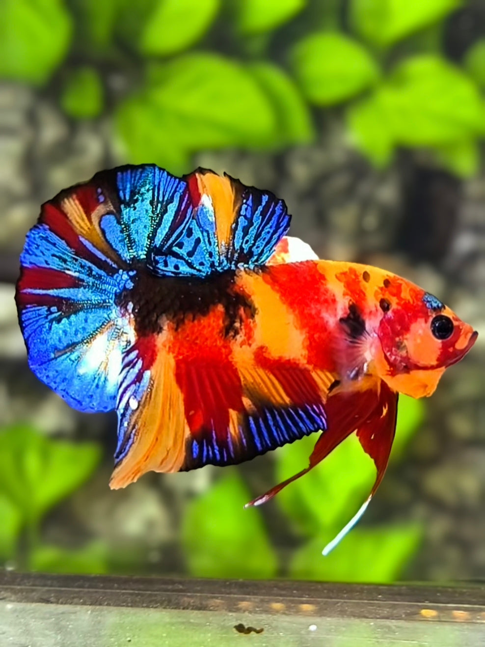 Multicolor Nemo Koi Metalic Over HMPK Betta Fish Male