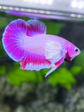 Dumbo Ears Pink Purple HMPK Betta Fish Male