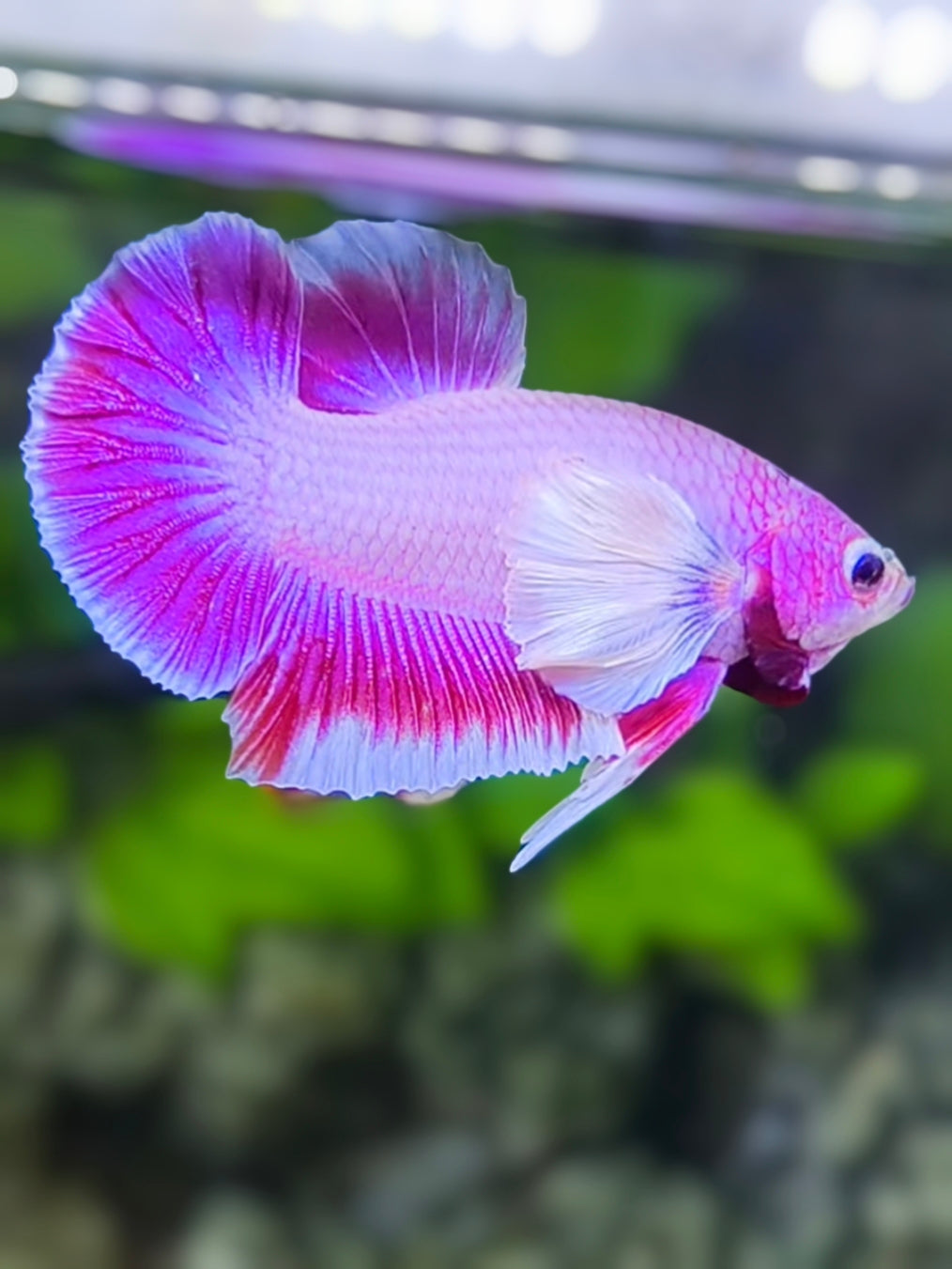 Dumbo Ears Pink Purple HMPK Betta Fish Male