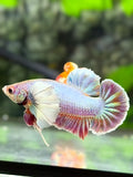 Dumbo Ears Pastel HMPK Betta Fish Male