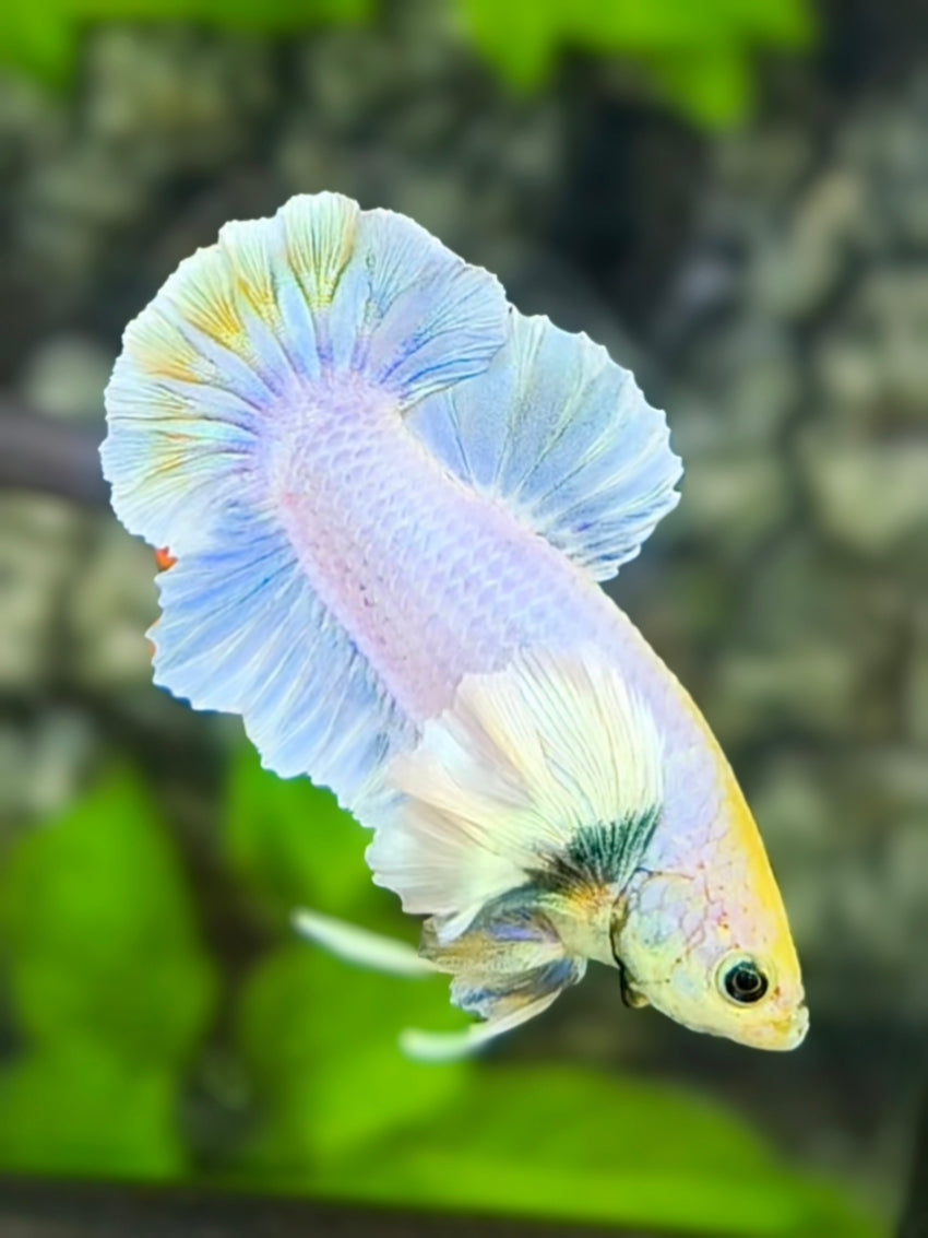 Dumbo Ears Skyblue Grizzle HMPK Betta Fish Male