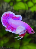 Dumbo Ears Pink Purple HMPK Betta Fish Male