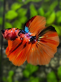 Orange Koi Galaxy Halfmoon Betta Fish Male