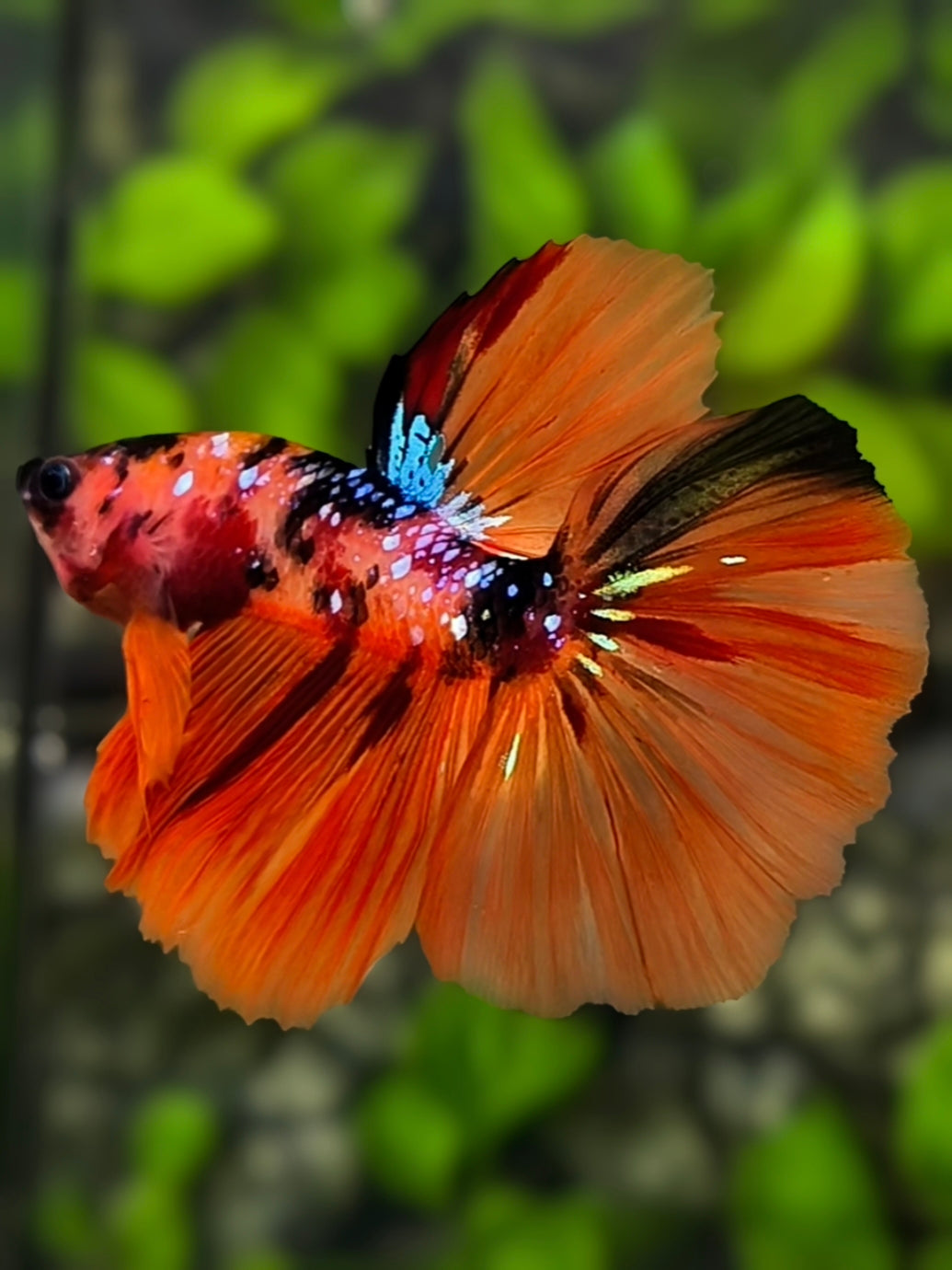 Orange Koi Galaxy Halfmoon Betta Fish Male