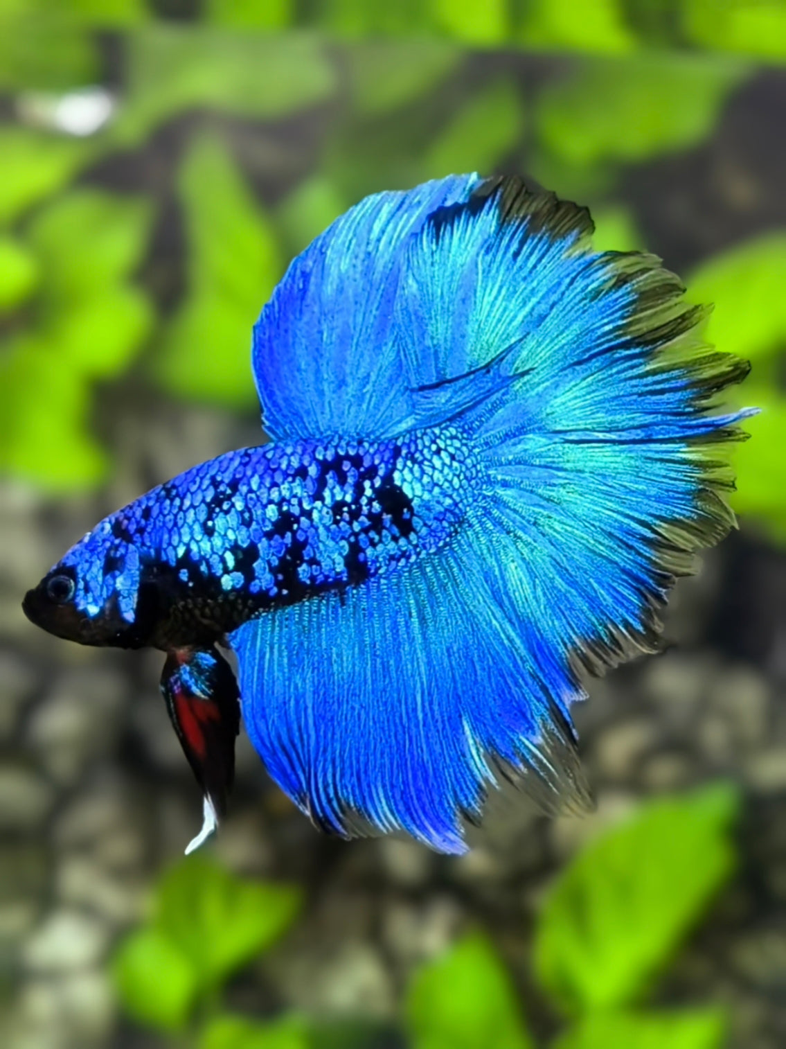 Avatar Halfmoon Betta Fish Male