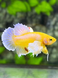 Dumbo Ears Yellow Pastel HMPK Betta Fish Male