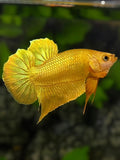 Solid Super Gold 24K HMPK Betta Fish Male