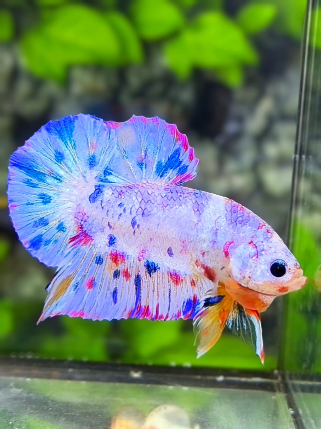 Skyblue Candy Soft Purple Metalic HMPK Betta Fish Male
