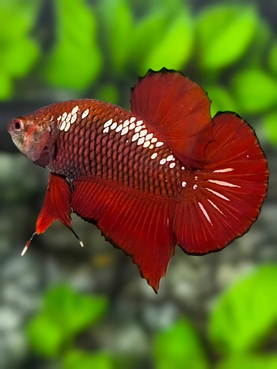 Red Mamba Samurai HMPK Betta Fish Male