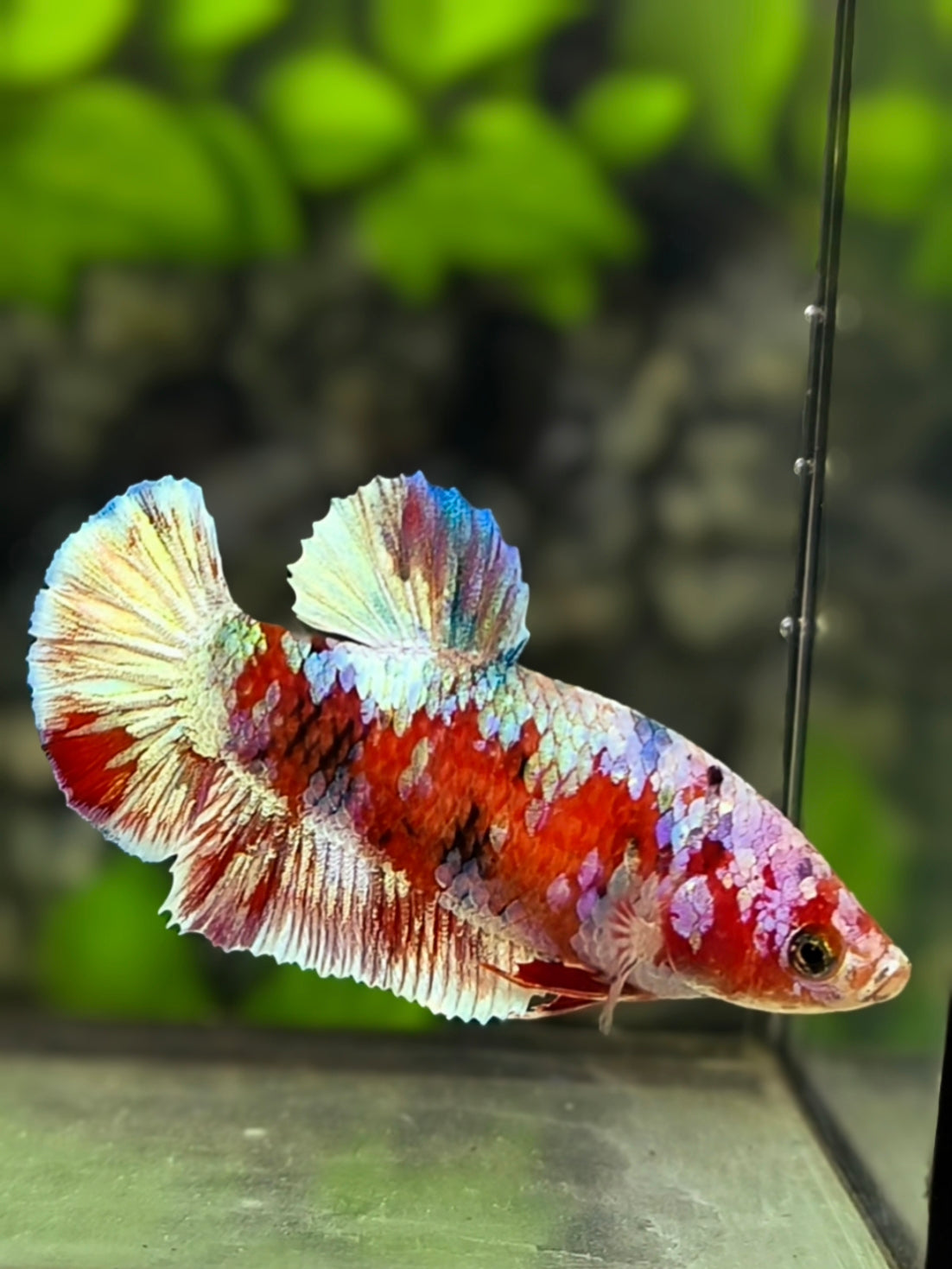 Red Barongsai HMPK Betta Fish Female For Sorority / Breed